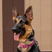 Thumbnail photo of Katniss- Adopt me! #4