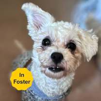 Thumbnail photo of Noodle #2