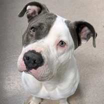 Thumbnail photo of Sludgebug #1