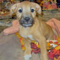 Thumbnail photo of Puppies #2