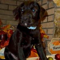 Thumbnail photo of Puppies #3