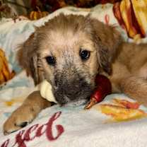 Thumbnail photo of Puppies #4