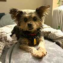 Thumbnail photo of Darjeeling #1