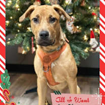 Thumbnail photo of Phoebe - Foster to Adopt #1