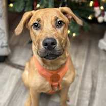 Thumbnail photo of Phoebe - Foster to Adopt #2