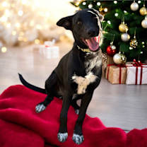 Thumbnail photo of Missy #2