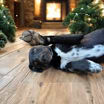 Thumbnail photo of Missy #3