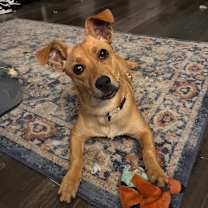 Thumbnail photo of Roquefort (Roqa) #3