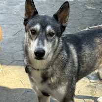 Thumbnail photo of Ozzy #1