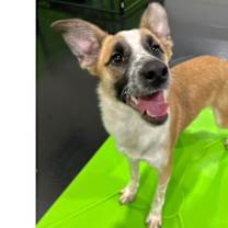 Thumbnail photo of Kokoro #1