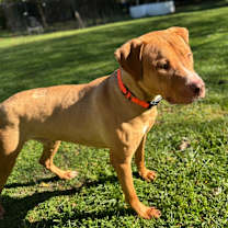 Thumbnail photo of Captain Jack #3