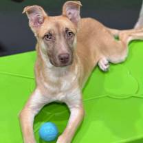 Thumbnail photo of Chelsea #4