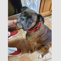 Thumbnail photo of Izzie II #1