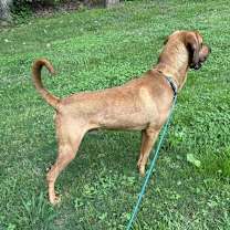 Thumbnail photo of Red #2