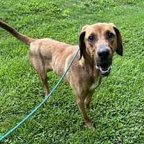 Thumbnail photo of Red #3