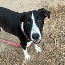 Thumbnail photo of MINDY #3