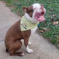 Thumbnail photo of Teddy Ruxpin-4653-Asheville, NC #2