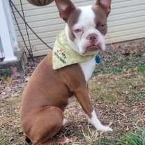 Thumbnail photo of Teddy Ruxpin-4653-Asheville, NC #3