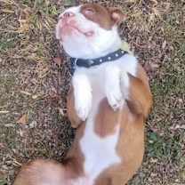 Thumbnail photo of Teddy Ruxpin-4653-Asheville, NC #4