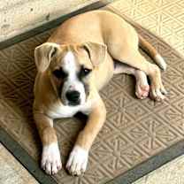 Thumbnail photo of Raleigh (P) #1