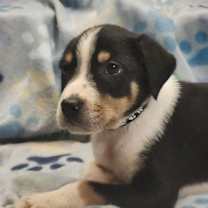 Thumbnail photo of Venom #1