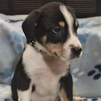 Thumbnail photo of Venom #3