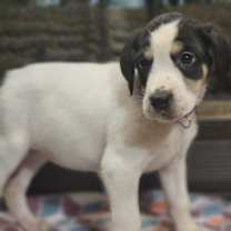 Thumbnail photo of Vera #1