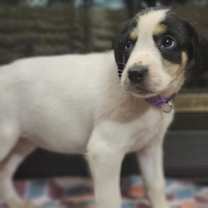 Thumbnail photo of Vera #3