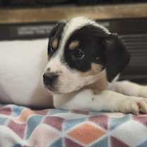 Thumbnail photo of Vixen #2