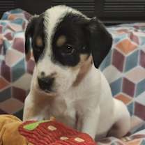 Thumbnail photo of Vixen #3