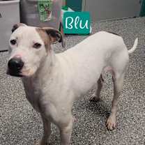 Thumbnail photo of Blu #1