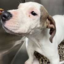 Thumbnail photo of Blu #2