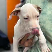 Thumbnail photo of Blu #3