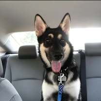 Thumbnail photo of stark #4