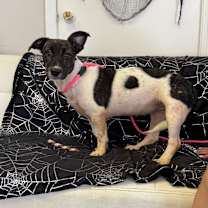 Thumbnail photo of Candi #2