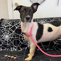 Thumbnail photo of Candi #3