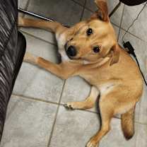 Thumbnail photo of Teddy #2