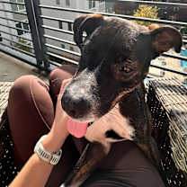 Thumbnail photo of Teddy #2