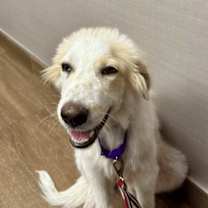 Thumbnail photo of Pixel HTX #1