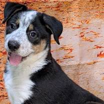 Thumbnail photo of Pepsi #1