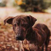 Thumbnail photo of 89341a Wolfie Willow #3