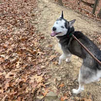 Thumbnail photo of Ghost-Adoption Pending #3