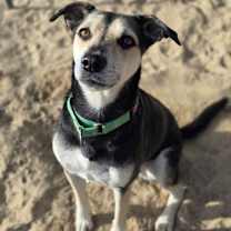 Thumbnail photo of Sweetie - 25296 #1