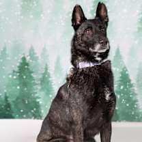 Thumbnail photo of Ava #2