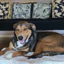 Thumbnail photo of Henna #2