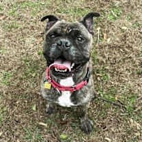 Thumbnail photo of Escargo #1