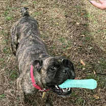 Thumbnail photo of Escargo #2