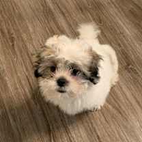 Thumbnail photo of Milo #3