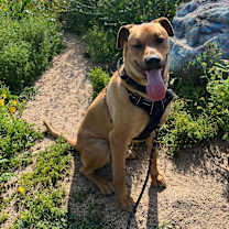 Thumbnail photo of Chapo #4