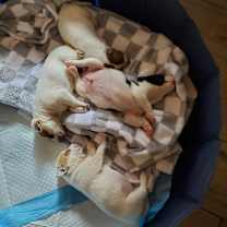 Thumbnail photo of Lily #4